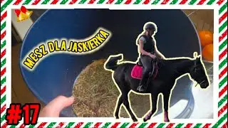 ROBIĘ MESZ DLA JASKIERKA 😍  | Vlogmas#17