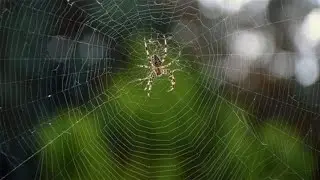 🕷️ L'ANIMAL TOTEM ARAIGNÉE : tout savoir !