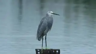 暗色型小白鷺 Dark morph Little Egret