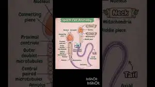 Human sperm cell | structure of sperm cell |sperm cell anatomy #biology #mdcat #neet