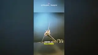 How Thousands of Spiders Raining Down From The Sky