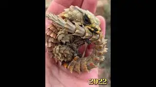 2022 armadillo and 8000 bce armadillo mythology (who&rsquo;s next)?//history creatures//#shorts #viral
