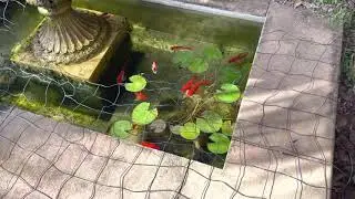 Adding Marine Pure to your pond increase capacity! ✅
