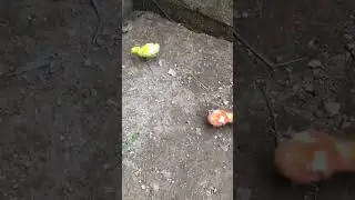 Colourful chicks raising colour Chicken #shorts