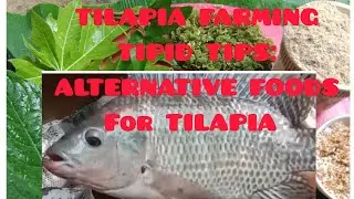 TILAPIA FARMING TIPID TIPS: ALTERNATIVE FOODS for TILAPIA