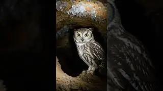 Discovered 5 owls hidden deep inside a cave in South Georgia&hellip; an unreal wildlife moment. 🦖🦉