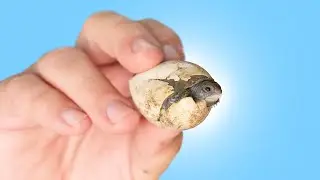 В Garden State Tortoise вылупились редкие черепашата!