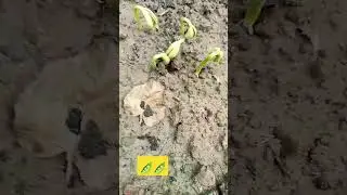 🫛 #nature #youtube #viral #shorts