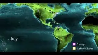 Why Do Birds Migrate? (Educator Version) | California Academy of Sciences