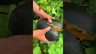 Black skin old melon, childhood memories, have you ever eaten it? #Both balcony and small courtyard