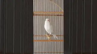 Can&aacute;rio Belga Branco Show de Canto!!