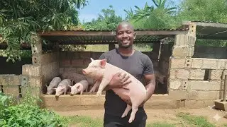 Criando Porcos no Quintal: Jovem Moçambicano Mostra que é Possível! 🐖 🐷