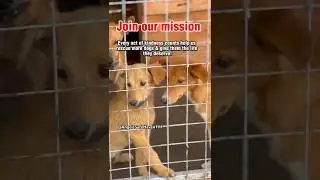 If You Think Rescue Dogs Are Broken Watch Their Joyful Welcome Dog Rescue Shelter Moments #rescuedog