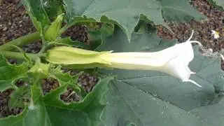 ESTRAMONIO: Datura stramonium (www.riomoros.com)
