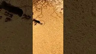 Some awesome Australian native ants hanging around the nest!