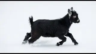 black mini goats fresh white snow with strong contrast.