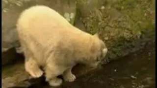 Knut Polar Bear celebrates his Birthday