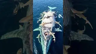 Shark Feeding Frenzy &ndash; Whale Carcass Discovered! 🦈🐋💀 #Shark #naturelovers