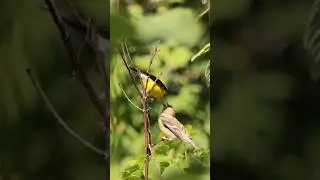 Goldfinch Dad Feeds Hungry Chick | Priceless Moment