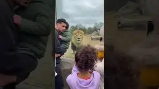 Shocking Zoo Attack | Visitors Panic in Viral Clip #animalfight #lion_attck #zoo