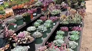 Village Nursery Succulent Garden Tour 2020
