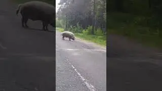 13.05.24 кабан вышел на дорогу