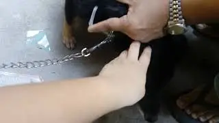 Ang bakuna ng aso