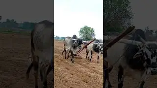 అరక దున్నుతున్న ఎడ్లు #ox ploughing the field #bullock ploughing #viral #shorts