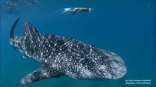 Swim with whale shark, Donsol, Philippines