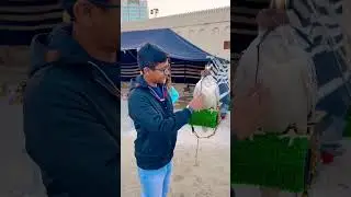 UAE National Bird 🦅 |Dubai Falcon  #shorts#ytshorts