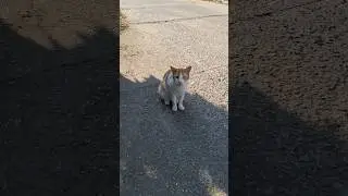 Open mouth #cat #cutecat #cuteanimals