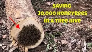 How we saved 20,000+ honeybees in a #treehive | #savethebees | Part 1