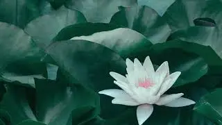 1 HOUR CALM MEDITATION, RELAXATION OR STUDY MUSIC || LOTUS FLOWER IN POND THEME || reSELFace