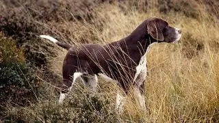 Pointer dogs are best for Hunting, find odd Italian brainrot, pointer dogs vs Rabbit 🐰.