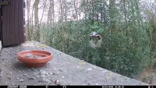 Observations au jardin: M&eacute;sanges, Sitelle, RG -Janvier- 1