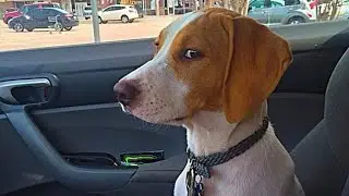 Funny Dog Panics Before Injection | So Dramatic‼️