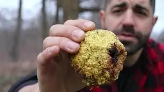 The PERFECT TREE for homesteading or off-grid living!