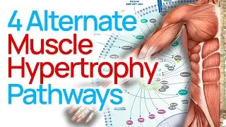4 Muscle Pathways you aren't targeting: Muscle Growth