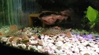 L014 sunshine pleco babies