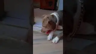 jimmy🥰❤😘#pitbull #ytshorts