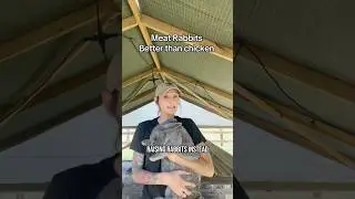 Meat rabbits and why they are better than chickens