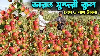 থাই আপেল ভারত সুন্দরী খূল চাষে বিঘায় ৩ লাখ টাকা বিক্রি | উদ্যোক্তার খোঁজে