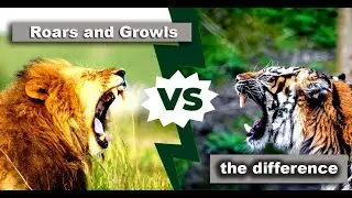 The difference between a Roar and a Growl | Lion Vs Tiger