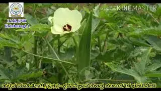 ICAR-KVK Kalaburagi-1#Cotton weevil (Alcidodes affaber)/ ಹತ್ತಿ ಬೆಳೆಯಲ್ಲಿ ಮೂತಿ ಹುಳುವಿನ ನಿರ್ವಹಣೆ
