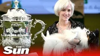 Crufts 2019: 'Dylan the villain' crowned top dog (Best in Show)