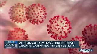 COVID-19 invades men's reproductive organs, can affect their fertility
