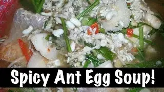 Thai Food Surprise! Spicy and Sour Red Ant Egg Soup