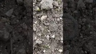 [2025] Bouton a la couronne Allemand - fouilles & fieldwalking ww1 #fouille #ww1