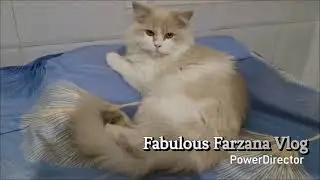 😹 Billi Ki Zabardast Ladai | Funny Cat Fight | Fabulous Farzana Vlog | #cat #catlovers #catvideos 