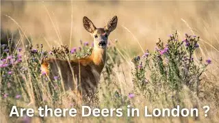 Richmond Park London | Largest Park in London | Deers | DeVLog